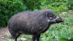 Black wildboar photo