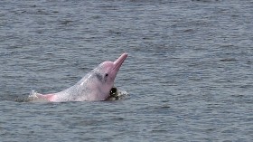 Threatened Pink Dolphins in Amazon At Risk From Overfishing, Construction