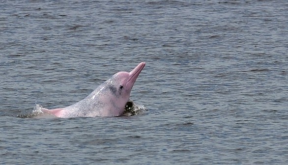 Threatened Pink Dolphins in Amazon At Risk From Overfishing, Construction
