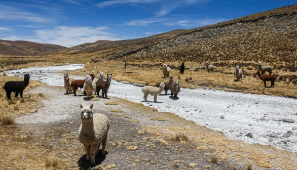 Alpaca vs Llama: How to Tell Them Apart
