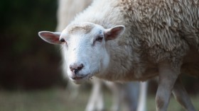 Genetically-Engineered Sheep for Selective Breeding: Low-Methane Farming Solution to Climate Change