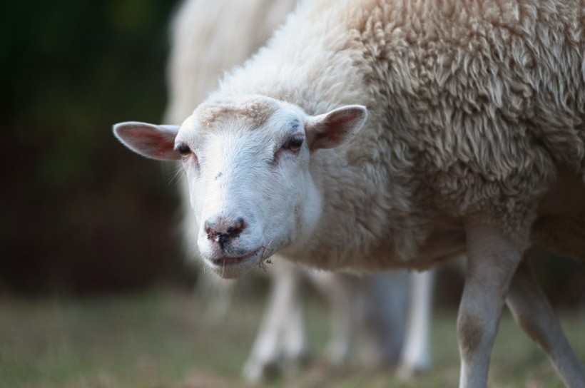Genetically-Engineered Sheep for Selective Breeding: Low-Methane Farming Solution to Climate Change