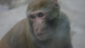 Rhesus Monkeys Get Better Memory with Anti-Aging Protein Klotho Injections