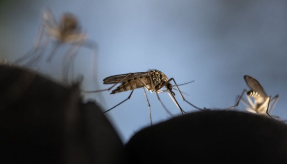 FINLAND-ENVIRONMENT-ANIMAL-MOSQUITO