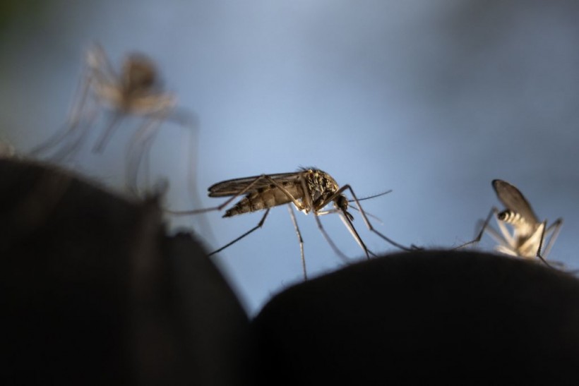 FINLAND-ENVIRONMENT-ANIMAL-MOSQUITO