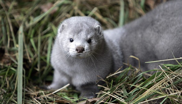 One of the more than 10,000 mink which w