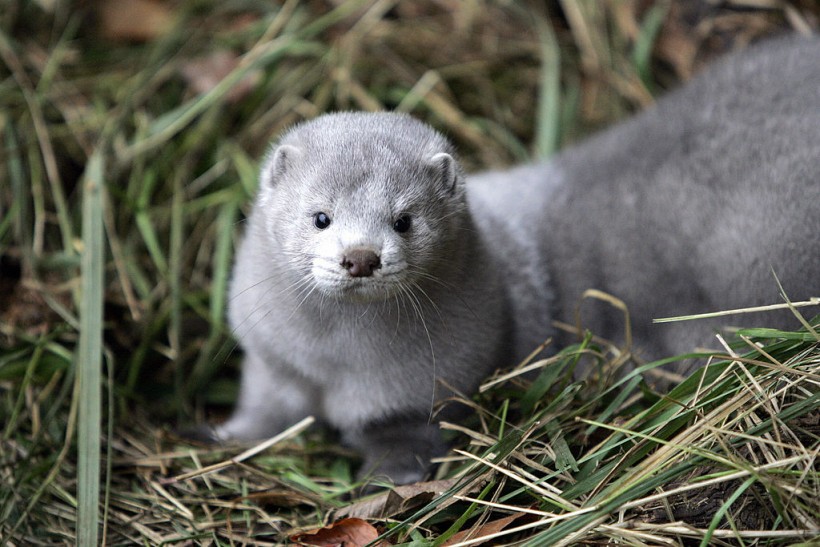 One of the more than 10,000 mink which w