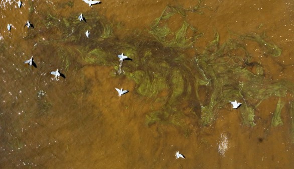 Algae Bloom Fills Bay Area Waters