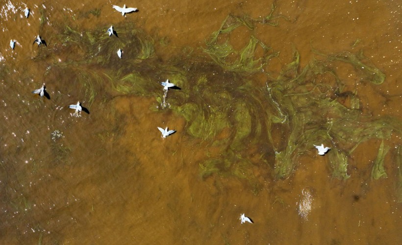 Algae Bloom Fills Bay Area Waters