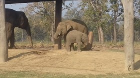 elephants