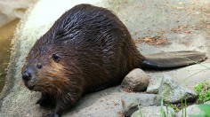 Beaver