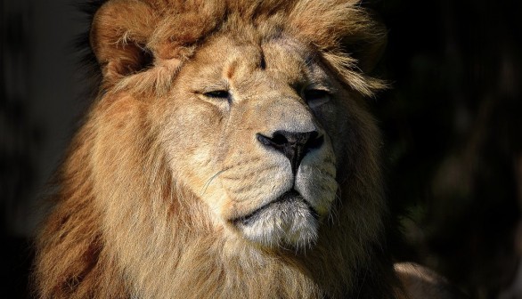 Staring Lion