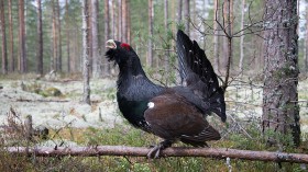 Critically Endangered Capercaillie Population in Scotland Rises Following Extinction Scare