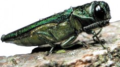 Emerald Ash Borer Infestation in Oregon Slated for Intentional Burning as an Eradication Effort