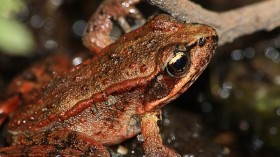 New Species of Frog Found Under a Rock in Venezuela has Copper Eyes