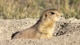 prairie dog