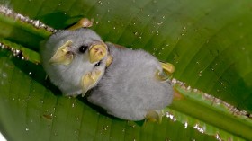 World's Cutest Bat: Honduran White Bat and 4 Others in the Running