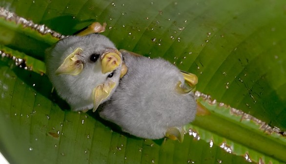 World's Cutest Bat: Honduran White Bat and 4 Others in the Running