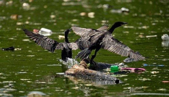 Endangered Birds Feed Their Young Plastic from Floating Garbage Patches on the Ocean