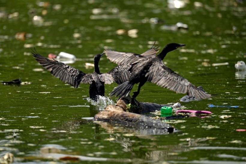Endangered Birds Feed Their Young Plastic from Floating Garbage Patches on the Ocean