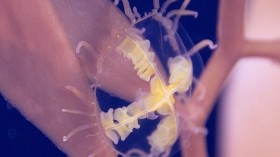 Invasive Clinging Jellyfish Reported in New Jersey Coastal Waters, Officials Warn of Stings