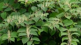 Japanese Knotweed, Rabbits, Deer, Rats: Invasive Species that Cost UK 5 Billion Dollars Yearly