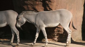 Somali Wild Ass