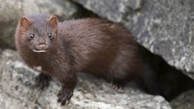 Minks Evolve Domesticated Brains to Bigger Feral Brains in 50 Generations