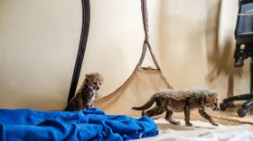 Cheetah Cubs Join Lincoln Children's Zoo as Part of Species Survival Plan