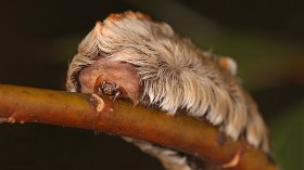 Venomous Asp Caterpillars With Stinging Fur Back in Texas