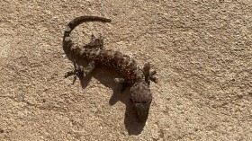 New Species Gonjong Bent-Toed Gecko Ignored in Indonesia for Being Common