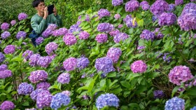 Hydrangea Color Could Be Modified Through Soil Quality, Expert Explains