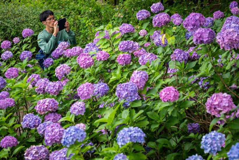 Hydrangea Color Could Be Modified Through Soil Quality, Expert Explains