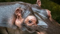 Hippopotamus