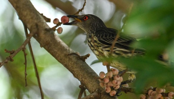 INDONESIA-ANIMAL