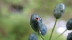 spider mite