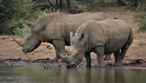 White Rhino Extinction