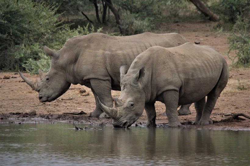 White Rhino Extinction