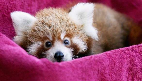 First Endangered Red Panda Cub Born in San Diego Zoo in 20 Years Enters Public Viewing Area