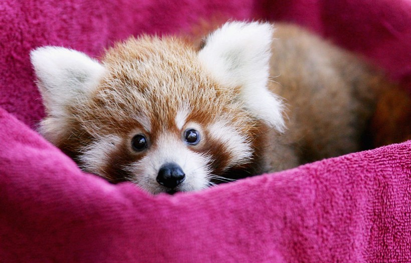First Endangered Red Panda Cub Born in San Diego Zoo in 20 Years Enters Public Viewing Area