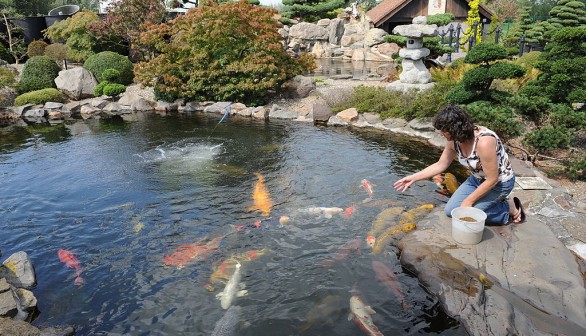 Water Garden: What It Is & What It's Not