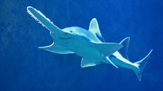 Saw SHark Photo