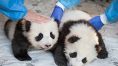 Giant Panda Ai Bao Gives Birth to Twin Cubs in South Korea Theme Park