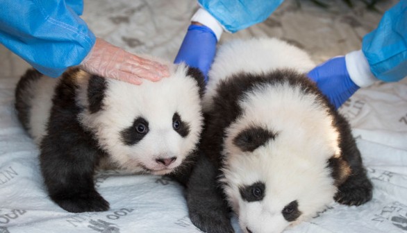 Giant Panda Ai Bao Gives Birth to Twin Cubs in South Korea Theme Park