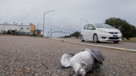 Weekend Torrential Rain, Hail Leaves Hundreds of Birds Dead, Injured in Oklahoma 