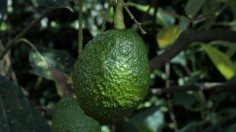 Guide to 4 Stages of Avocado Tree Life Cycle for Backyard Gardeners