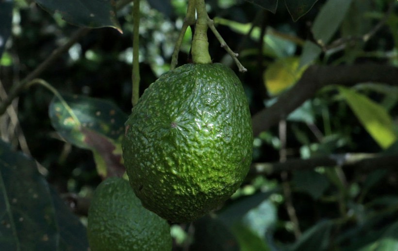 Guide to 4 Stages of Avocado Tree Life Cycle for Backyard Gardeners