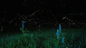 Fireflies Thriving in Moist Colorado Oases, Expect Sightings This July