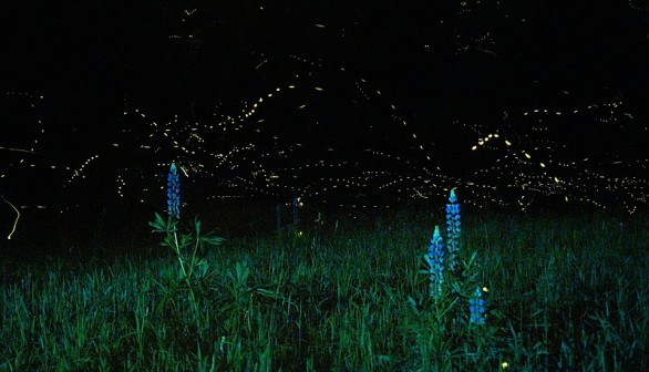 Fireflies Thriving in Moist Colorado Oases, Expect Sightings This July