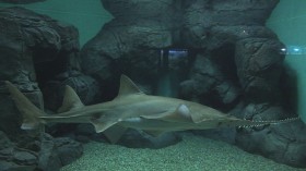 Endangered Smalltooth Sawfish Tagged Off Coast Florida Hints Possible Comeback in First Sighting After 20 Years